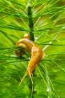 USA-California-Prairie Creek Redwoods State Park Banana slug on plant Art Print